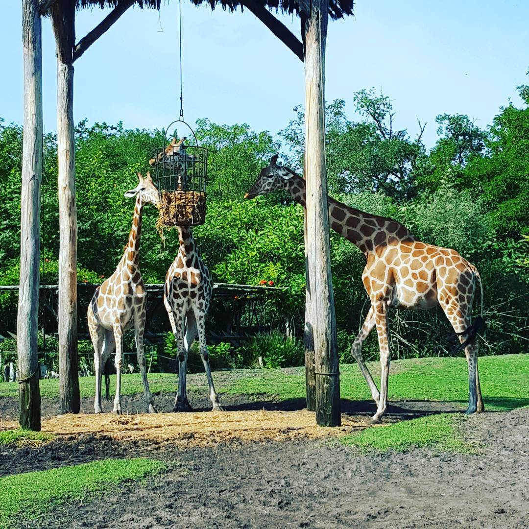 Girafes majestueuses Jai 5 ans !! zoo bordeauxpessac girafes